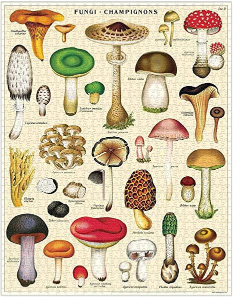 Puzzle - Mushrooms - 1000pc in a Tube