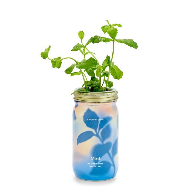 Garden Jar - Growing Kit of Organic Plants